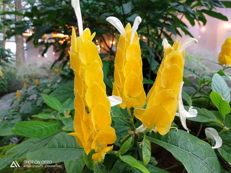 รีวิว OPPO A3s สมาร์ทโฟนแบตอึด 4230mAh กล้องคู่หลัง จอใหญ่ 6.2 นิ้ว ปลดล็อคด้วยใบหน้า เพียง 4,999 บาท