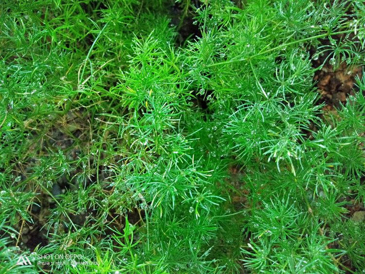 รีวิว OPPO A3s สมาร์ทโฟนแบตอึด 4230mAh กล้องคู่หลัง จอใหญ่ 6.2 นิ้ว ปลดล็อคด้วยใบหน้า เพียง 4,999 บาท