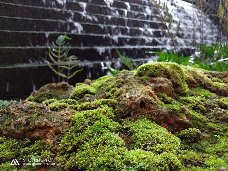 รีวิว OPPO A3s สมาร์ทโฟนแบตอึด 4230mAh กล้องคู่หลัง จอใหญ่ 6.2 นิ้ว ปลดล็อคด้วยใบหน้า เพียง 4,999 บาท