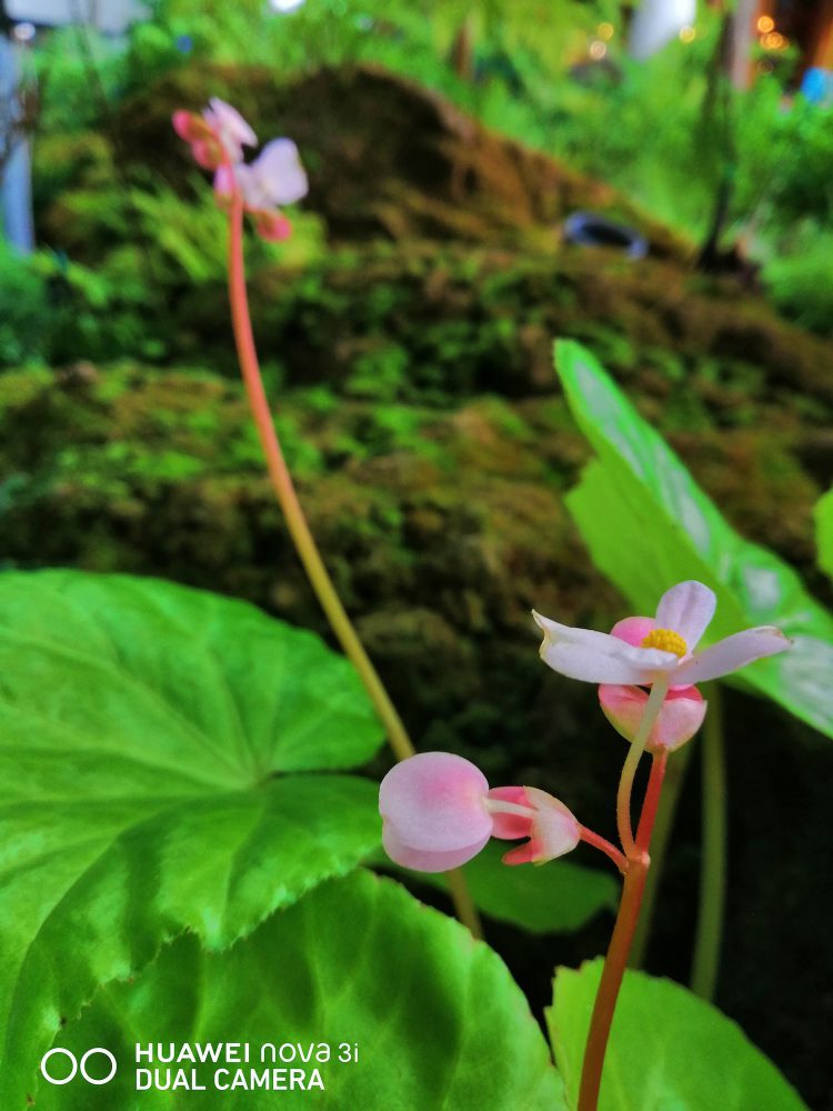 รีวิว Huawei Nova 3i สมาร์ทโฟน 4 กล้อง สมองกล AI รุ่นแรกในโลก ดีไซน์พรีเมี่ยม ความจุ 128GB ราคาไม่ถึงหมื่นบาท