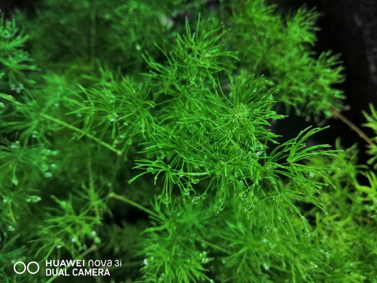 รีวิว Huawei Nova 3i สมาร์ทโฟน 4 กล้อง สมองกล AI รุ่นแรกในโลก ดีไซน์พรีเมี่ยม ความจุ 128GB ราคาไม่ถึงหมื่นบาท