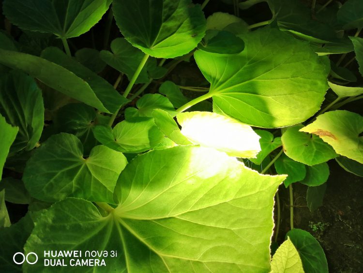 รีวิว Huawei Nova 3i สมาร์ทโฟน 4 กล้อง สมองกล AI รุ่นแรกในโลก ดีไซน์พรีเมี่ยม ความจุ 128GB ราคาไม่ถึงหมื่นบาท