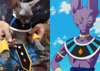 อย่างเหมือน!! เมื่อเจ้าเหมียวถูกจับแต่งคอสเพลย์เป็นท่าน Beerus จาก Dragon Ball Super