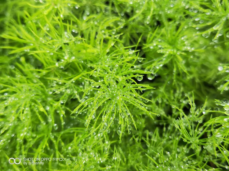 รีวิวเจาะลึกทดสอบใช้งานกล้อง OPPO Find X สมาร์ทโฟนแฟลกชิปที่มาแรงที่สุดในตอนนี้