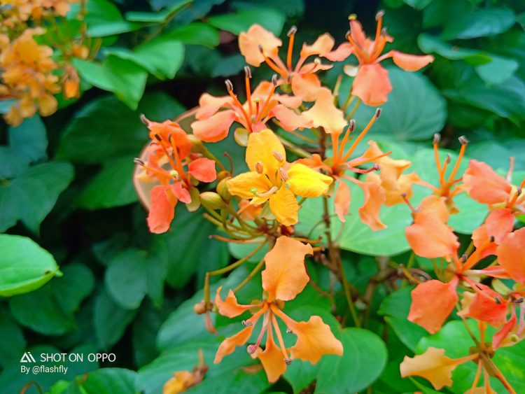 รีวิว OPPO F9 ฉบับจัดเต็ม ดีไซน์สุดงาม รองรับ VOOC Flash Charge ชาร์จ 5 นาทีคุยได้ 2 ชั่วโมง