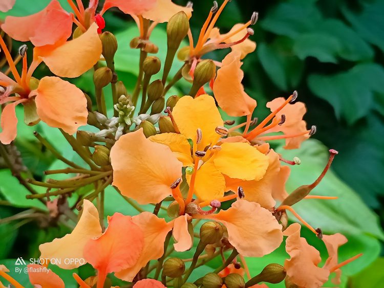 รีวิว OPPO F9 ฉบับจัดเต็ม ดีไซน์สุดงาม รองรับ VOOC Flash Charge ชาร์จ 5 นาทีคุยได้ 2 ชั่วโมง