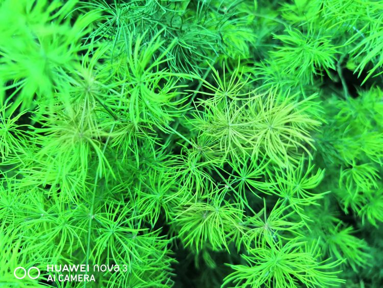 รีวิว Huawei Nova 3 สมาร์ทโฟน 4 กล้องสมองกล AI สเปกเรือธง ดีไซน์สุดหรู ความจุ 128GB ในราคาเบาๆ