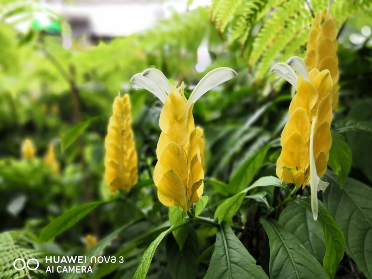 รีวิว Huawei Nova 3 สมาร์ทโฟน 4 กล้องสมองกล AI สเปกเรือธง ดีไซน์สุดหรู ความจุ 128GB ในราคาเบาๆ