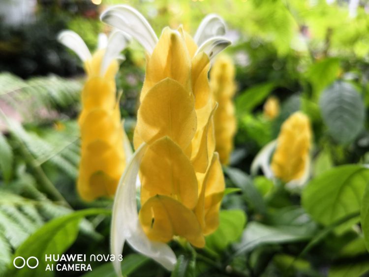 รีวิว Huawei Nova 3 สมาร์ทโฟน 4 กล้องสมองกล AI สเปกเรือธง ดีไซน์สุดหรู ความจุ 128GB ในราคาเบาๆ