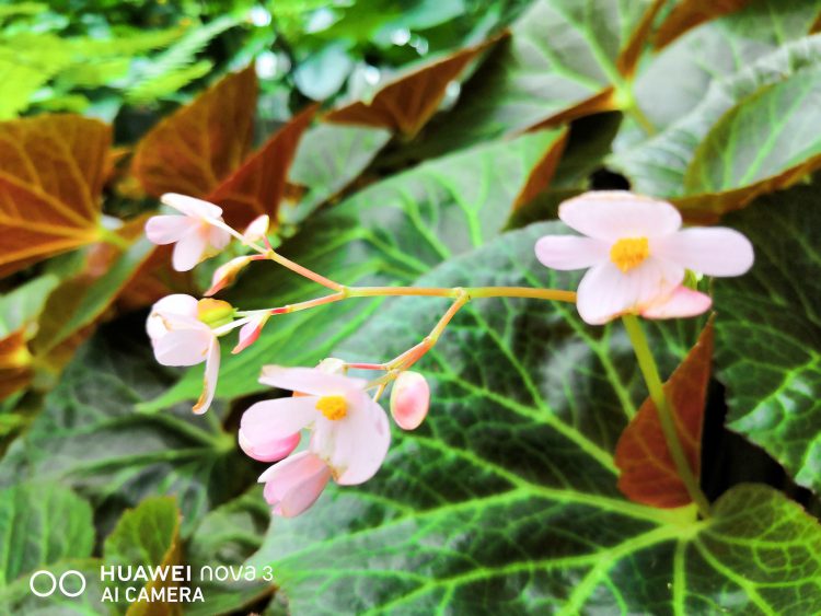 รีวิว Huawei Nova 3 สมาร์ทโฟน 4 กล้องสมองกล AI สเปกเรือธง ดีไซน์สุดหรู ความจุ 128GB ในราคาเบาๆ