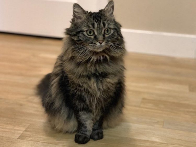 สอนวิธีใช้ฟีเจอร์ Depth Control ใน iPhone XS หรือ XS Max บน iOS 12 และ iOS 12.1 Beta