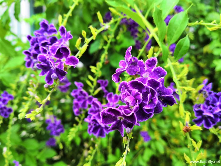 รีวิว Honor Play เกมมิ่งสมาร์ทโฟนราคาสุดประหยัดเล่นเกมได้แบบแฟลกชิป พร้อมระบบสั่น 4D พลังเสียงจัดเต็ม กล้องมี AI เพียง 9,990 บาท