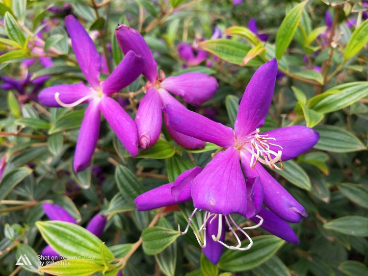 รีวิว Realme 2 Pro สมาร์ทโฟนค่ายน้องใหม่ จอใหญ่ 6.3 นิ้วแรม 8GB รอม 128GB เล่น ROV ได้ 61 FPS มีกล้องคู่หลัง เริ่มต้นแค่ 5,990 บาท