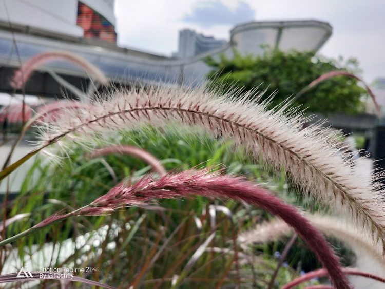 รีวิว Realme 2 Pro สมาร์ทโฟนค่ายน้องใหม่ จอใหญ่ 6.3 นิ้วแรม 8GB รอม 128GB เล่น ROV ได้ 61 FPS มีกล้องคู่หลัง เริ่มต้นแค่ 5,990 บาท