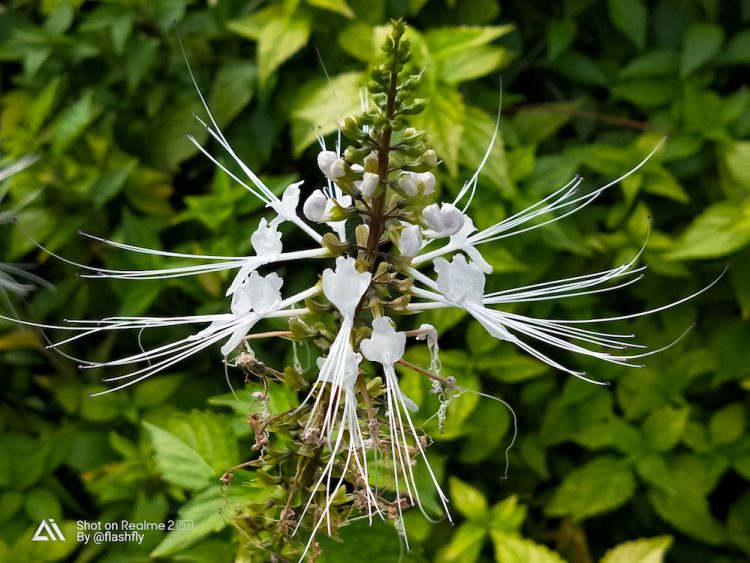 รีวิว Realme 2 Pro สมาร์ทโฟนค่ายน้องใหม่ จอใหญ่ 6.3 นิ้วแรม 8GB รอม 128GB เล่น ROV ได้ 61 FPS มีกล้องคู่หลัง เริ่มต้นแค่ 5,990 บาท