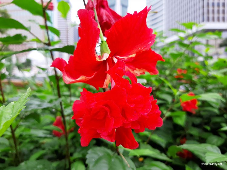 รีวิว Samsung Galaxy A7 สมาร์ทโฟนกล้องหลัง 3 ตัว รุ่นแรก กับดีไซน์พรีเมี่ยมสุดเงางาม สแกนนิ้วใหม่ที่ขอบด้านข้าง กับราคาเริ่มต้น 10,990 บาท