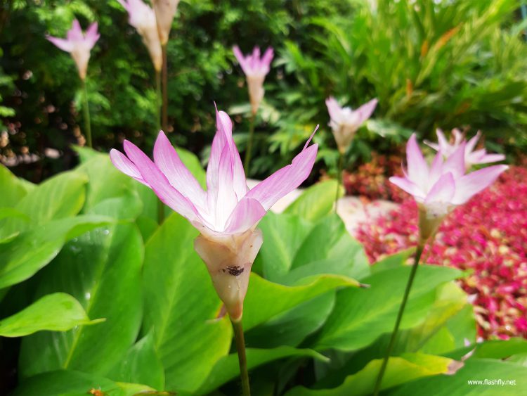 รีวิว Samsung Galaxy A7 สมาร์ทโฟนกล้องหลัง 3 ตัว รุ่นแรก กับดีไซน์พรีเมี่ยมสุดเงางาม สแกนนิ้วใหม่ที่ขอบด้านข้าง กับราคาเริ่มต้น 10,990 บาท