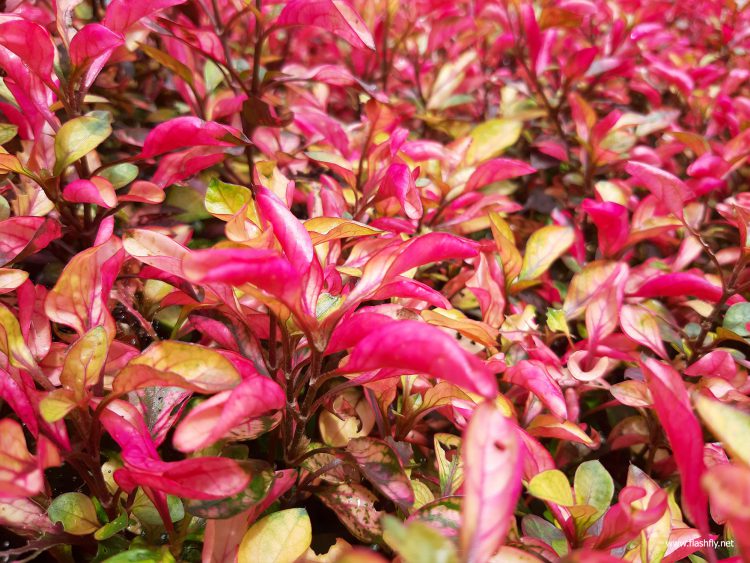 รีวิว Samsung Galaxy A7 สมาร์ทโฟนกล้องหลัง 3 ตัว รุ่นแรก กับดีไซน์พรีเมี่ยมสุดเงางาม สแกนนิ้วใหม่ที่ขอบด้านข้าง กับราคาเริ่มต้น 10,990 บาท