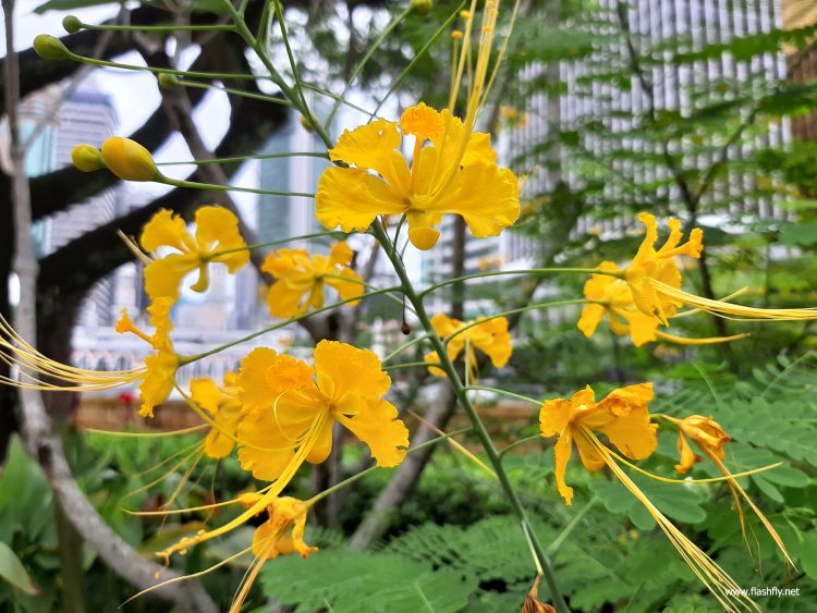 รีวิว Samsung Galaxy A7 สมาร์ทโฟนกล้องหลัง 3 ตัว รุ่นแรก กับดีไซน์พรีเมี่ยมสุดเงางาม สแกนนิ้วใหม่ที่ขอบด้านข้าง กับราคาเริ่มต้น 10,990 บาท