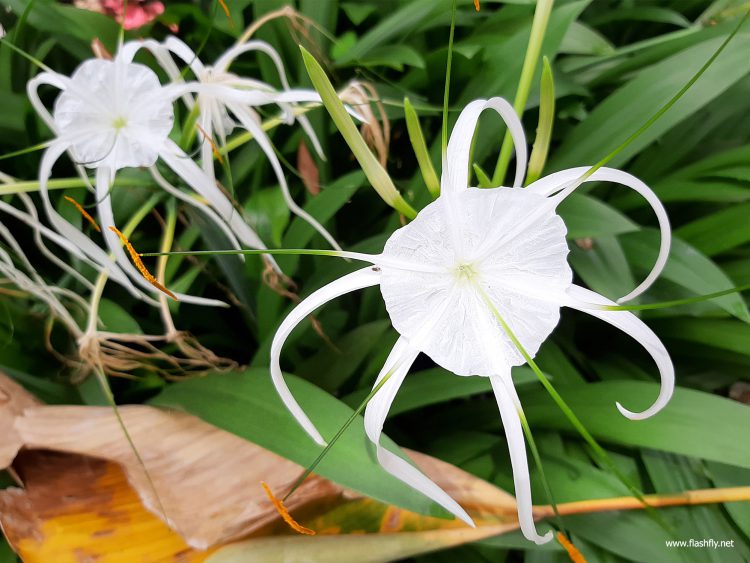 รีวิว Samsung Galaxy A7 สมาร์ทโฟนกล้องหลัง 3 ตัว รุ่นแรก กับดีไซน์พรีเมี่ยมสุดเงางาม สแกนนิ้วใหม่ที่ขอบด้านข้าง กับราคาเริ่มต้น 10,990 บาท