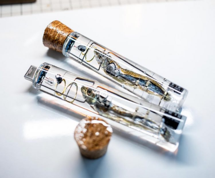 กล้าใช้มั้ย!! USB Flash Drive ที่ทำมาจากปลาตัวเล็กฝีมือชาวญี่ปุ่น