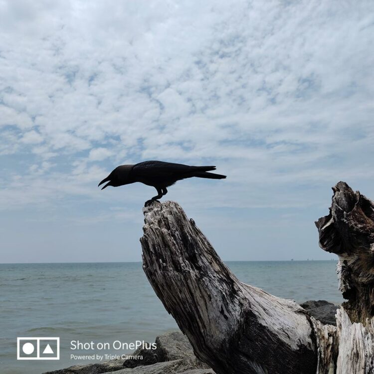 ชมภาพถ่ายจาก OnePlus 7 Pro ถ่ายด้วยกล้องหลัง 3 ตัว กล้องหลัก 48 ล้านพิกเซล F1.6 กล้องเทเลโฟโต้ 8 ล้านพิกเซล ซูม 3 เท่าไม่สูญเสียรายละเอียด และกล้องมุมกว้าง 117 องศา ความละเอียด 16 ล้านพิกเซล