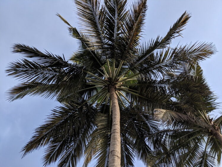 ชมภาพถ่ายจาก Pixel 3a XL ทั้งในสภาพแสงกลางวัน แสงน้อย และ Night Sight