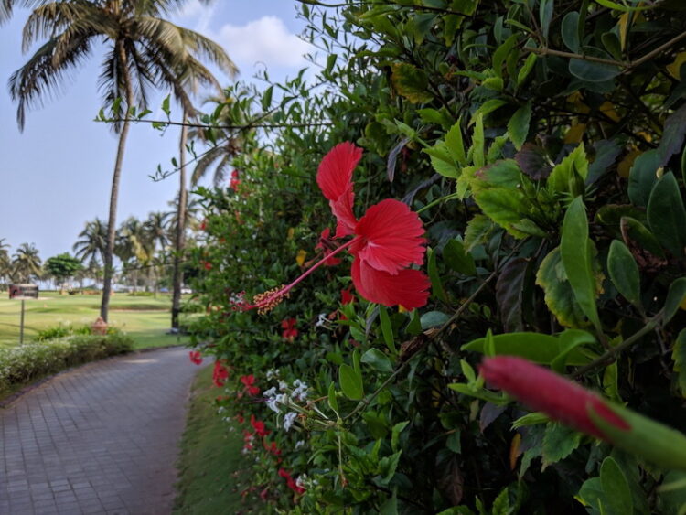 ชมภาพถ่ายจาก Pixel 3a XL ทั้งในสภาพแสงกลางวัน แสงน้อย และ Night Sight