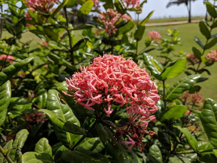 ชมภาพถ่ายจาก Pixel 3a XL ทั้งในสภาพแสงกลางวัน แสงน้อย และ Night Sight