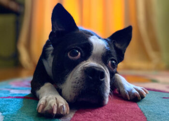 กล้องดีกว่าเดิม!! iPhone 11 มาพร้อม Portrait Mode ที่ถ่ายได้ทั้งคน สัตว์ สิ่งของ