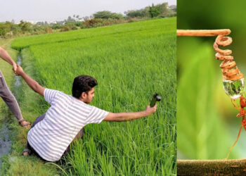 ช่างภาพชาวอินเดีย อวดถ่ายภาพมดและแมลงขนาดเล็ก โดยใช้สมาร์ทโฟนรุ่นเก่า