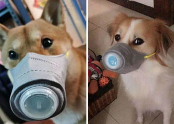 หน้ากากอนามัยป้องกันฝุ่นพิษและไวรัสโคโรนาสำหรับน้องหมาก็มีวางจำหน่ายแล้วที่จีน