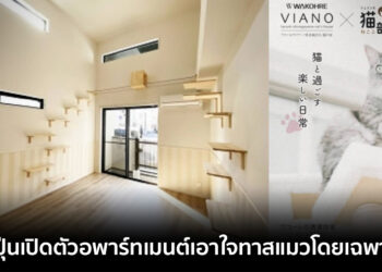 ทาสแมวเฮ!! ญี่ปุ่นเปิดตัวอพาร์ทเมนต์ที่ออกแบบมาเพื่อคนโสด และเป็นทาสแมวโดยเฉพาะ ค่าเช่าราว 18,200 บาทต่อเดือน