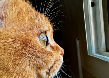 Apple จัดกิจกรรม Shot on iPhone Challenge แชร์ภาพถ่ายมาโครด้วย iPhone จาก iPhone 13 Pro และ iPhone 13 Pro Max บน Instagram และ Twitter