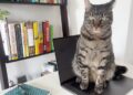 Cats Lock แอปป้องกันแมวนั่งทับแผงคีย์บอร์ด Mac พร้อมฟีเจอร์ไล่แมวไม่ให้ก่อกวน