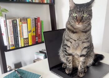 Cats Lock แอปป้องกันแมวนั่งทับแผงคีย์บอร์ด Mac พร้อมฟีเจอร์ไล่แมวไม่ให้ก่อกวน